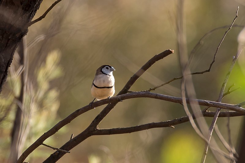 funny looking bird.jpg